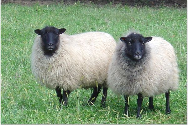Shetland sheep